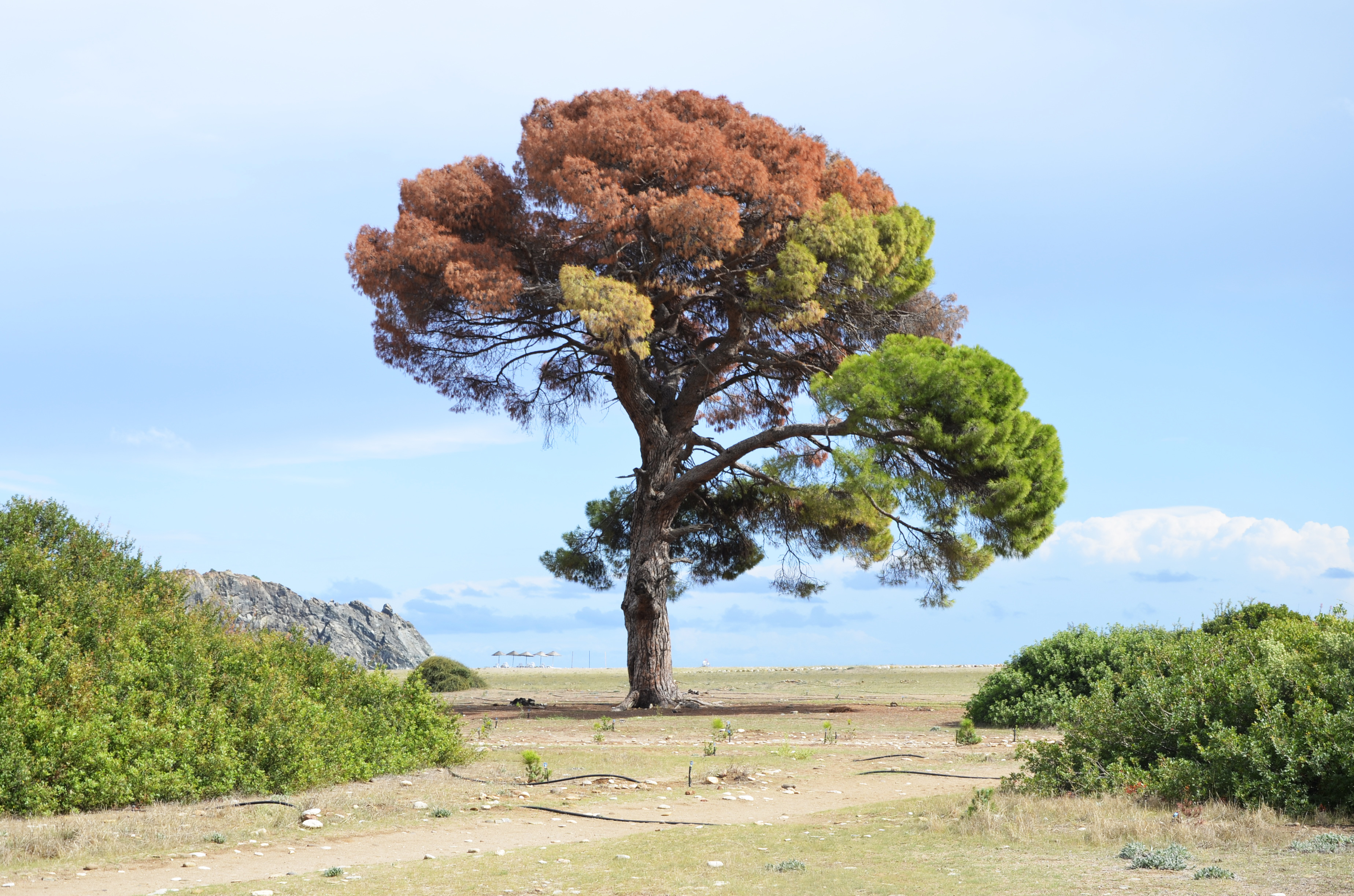 Baum